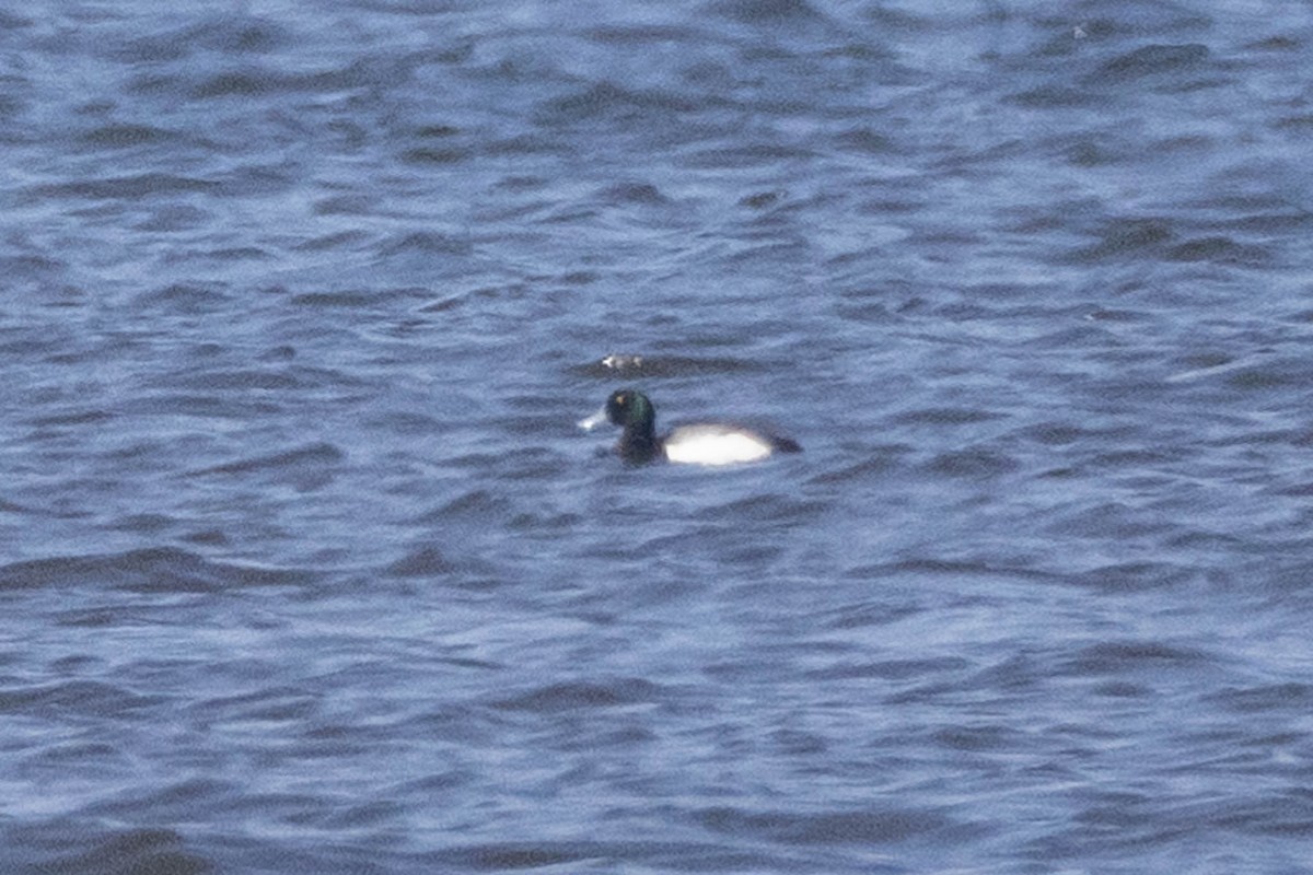 Greater Scaup - ML617876515