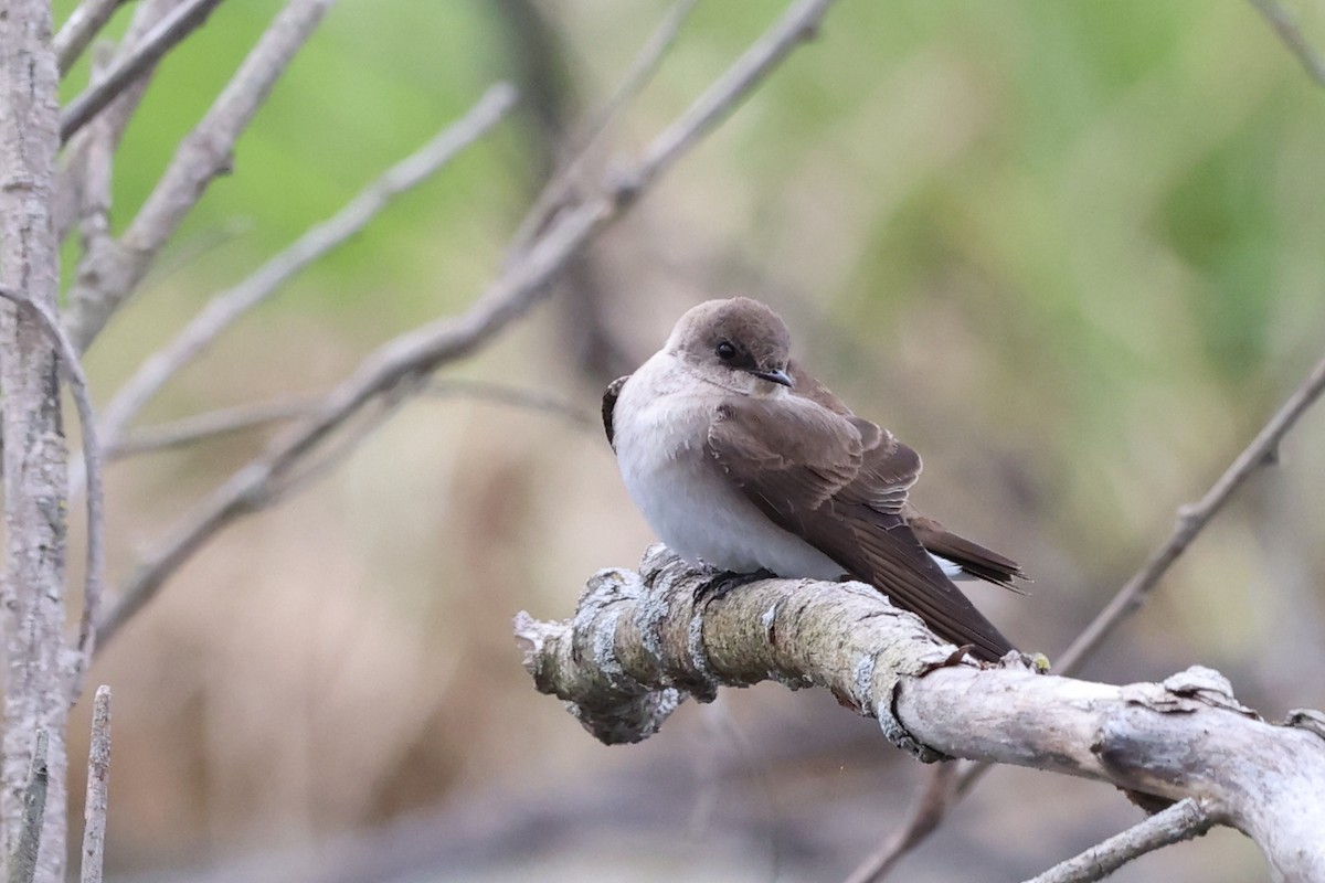 Northern Rough-winged Swallow - ML617876518