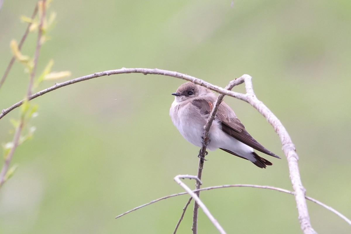 Northern Rough-winged Swallow - ML617876519