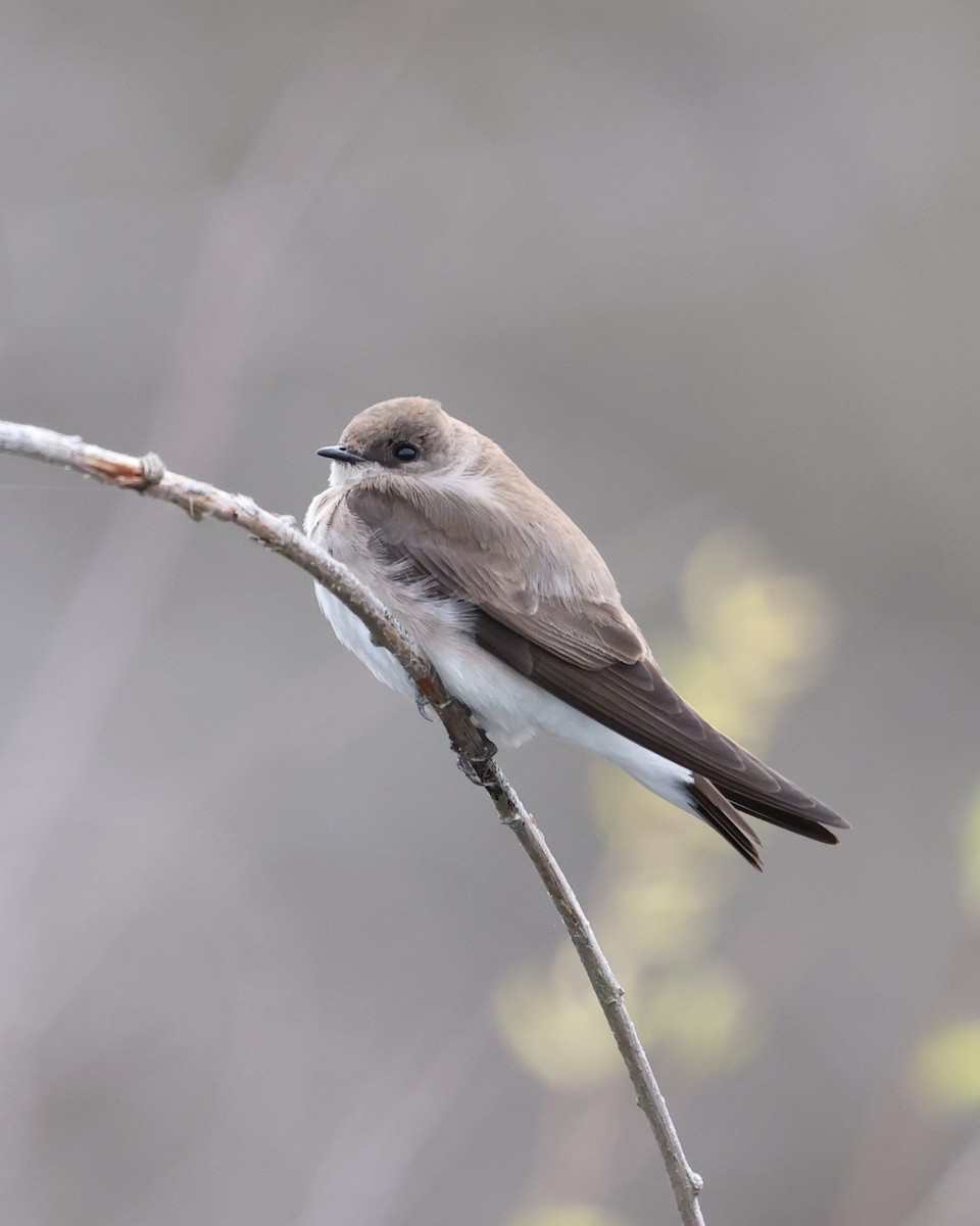 Northern Rough-winged Swallow - Mark Sak