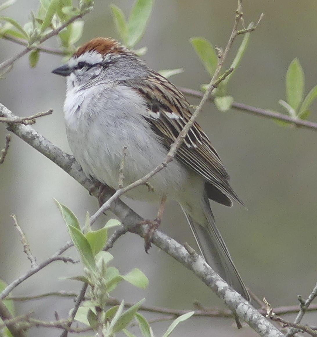 Chipping Sparrow - Tyler Mansfield