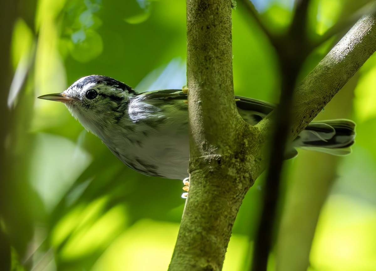 Black-and-white Warbler - ML617876575