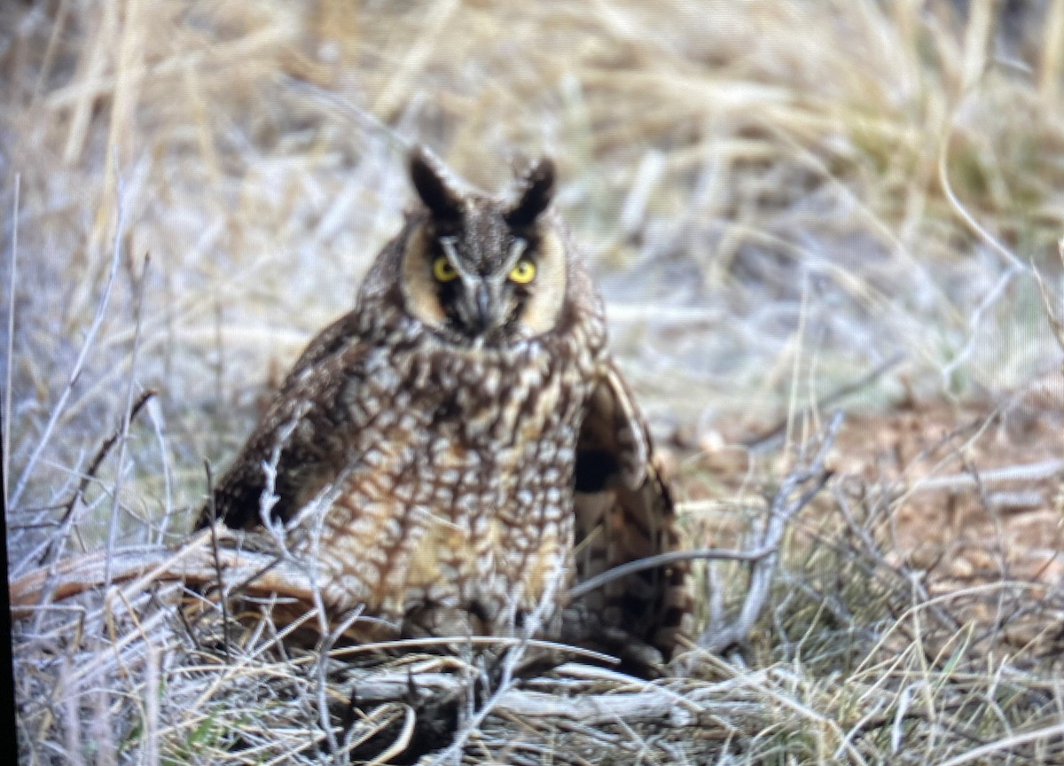 Long-eared Owl - ML617876598