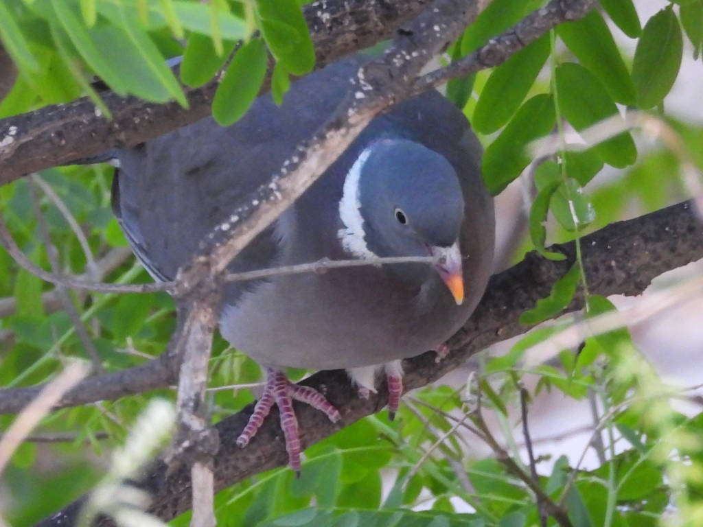Common Wood-Pigeon - Manuel Sánchez