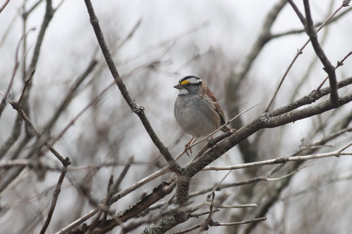 White-throated Sparrow - ML617876719