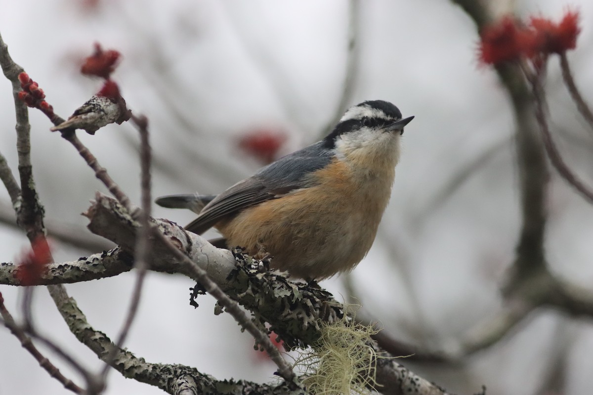 Red-breasted Nuthatch - ML617876728