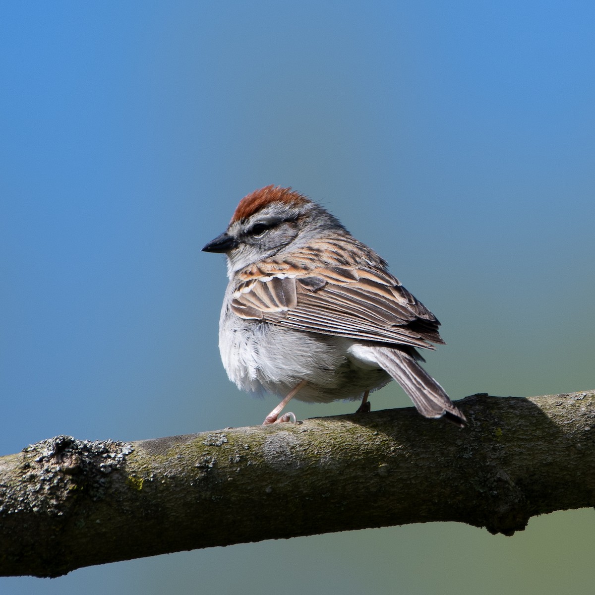 Chipping Sparrow - ML617876734