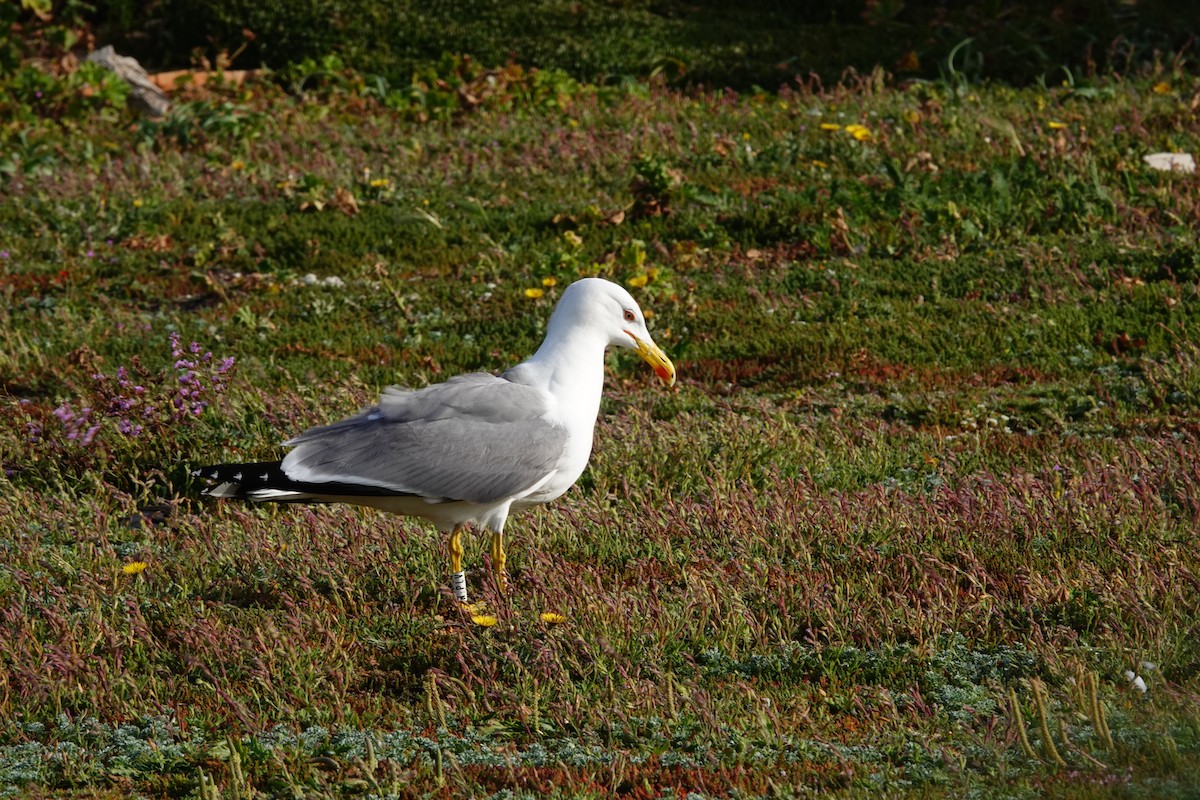 Yellow-legged Gull - ML617876898