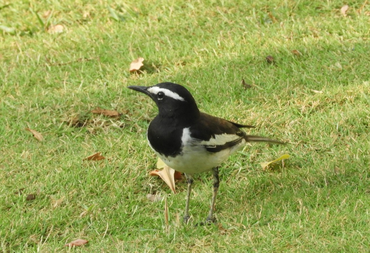 White-browed Wagtail - ML617876915