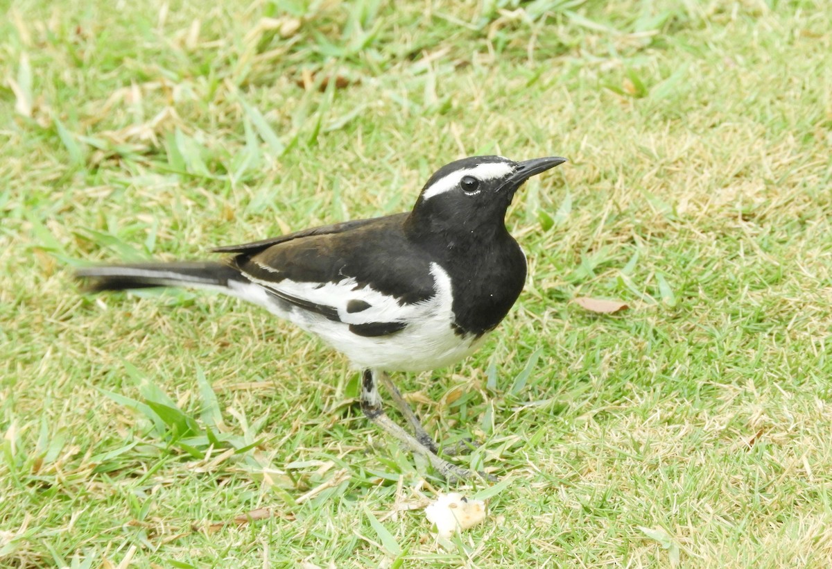 White-browed Wagtail - ML617876916