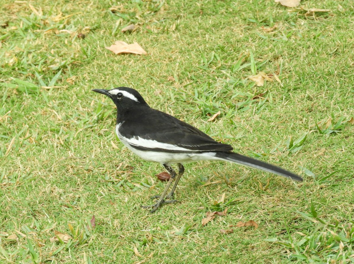 White-browed Wagtail - ML617876917