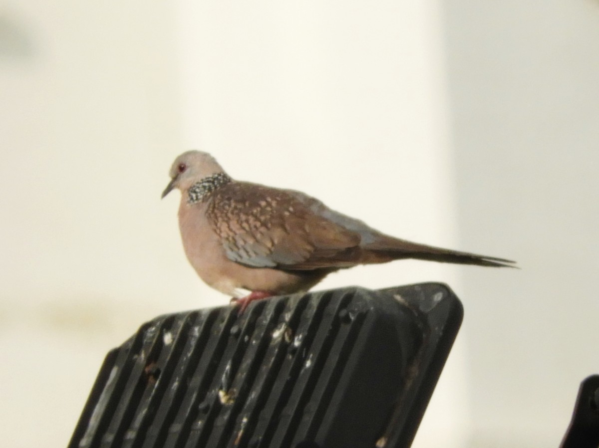 Spotted Dove - ML617876930