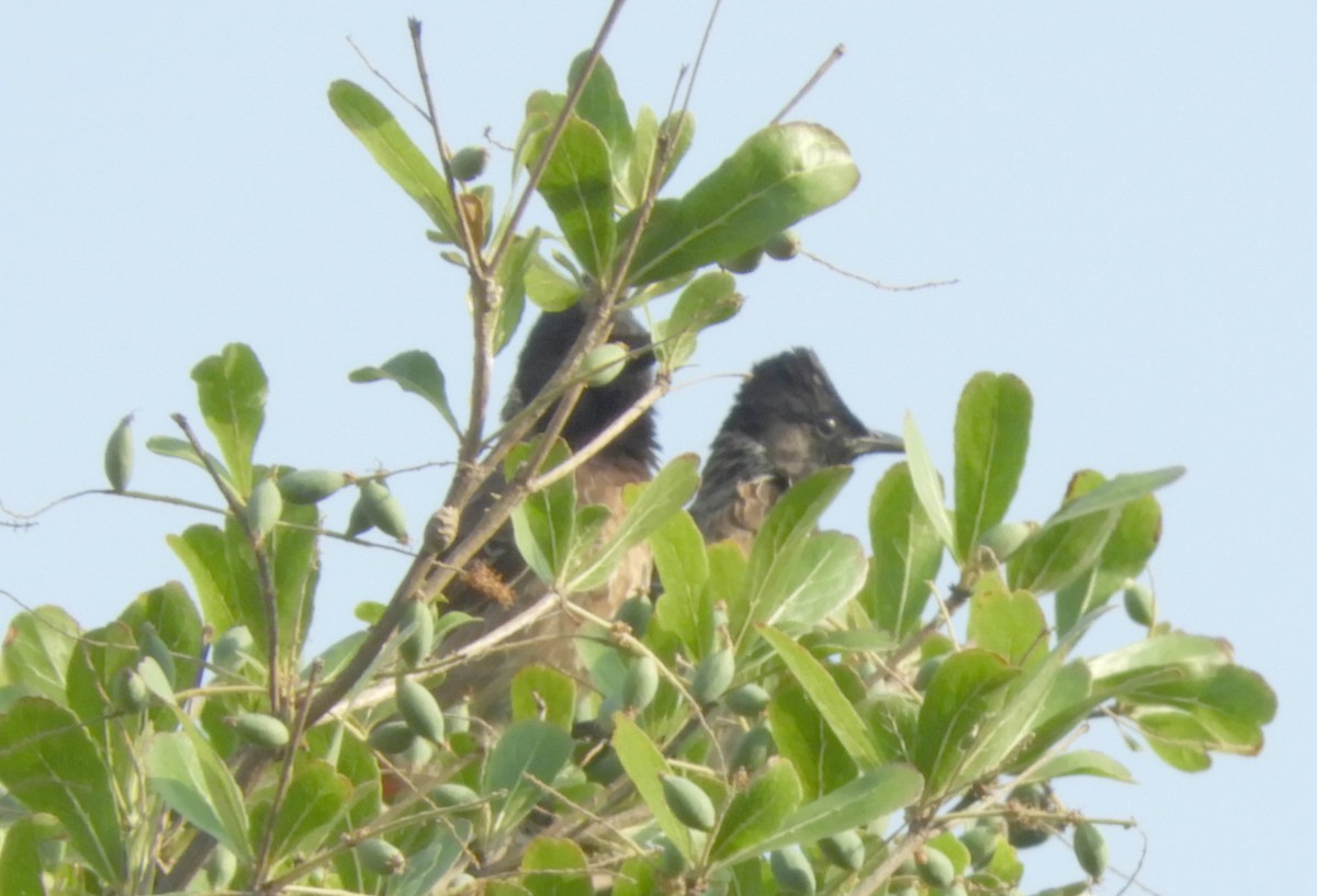 Red-vented Bulbul - ML617876940