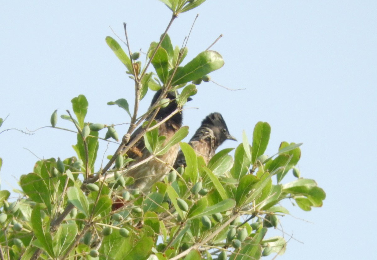 Red-vented Bulbul - ML617876941