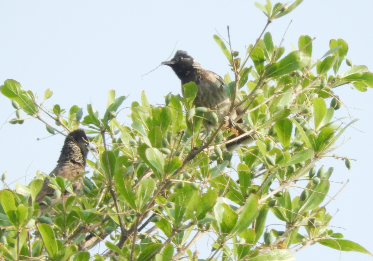 Red-vented Bulbul - ML617876942