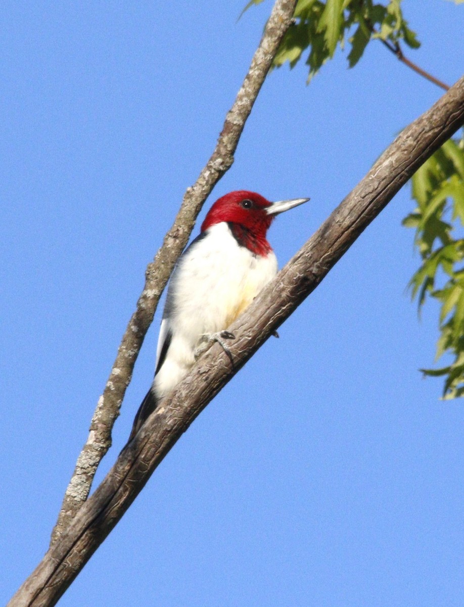 Red-headed Woodpecker - ML617876955