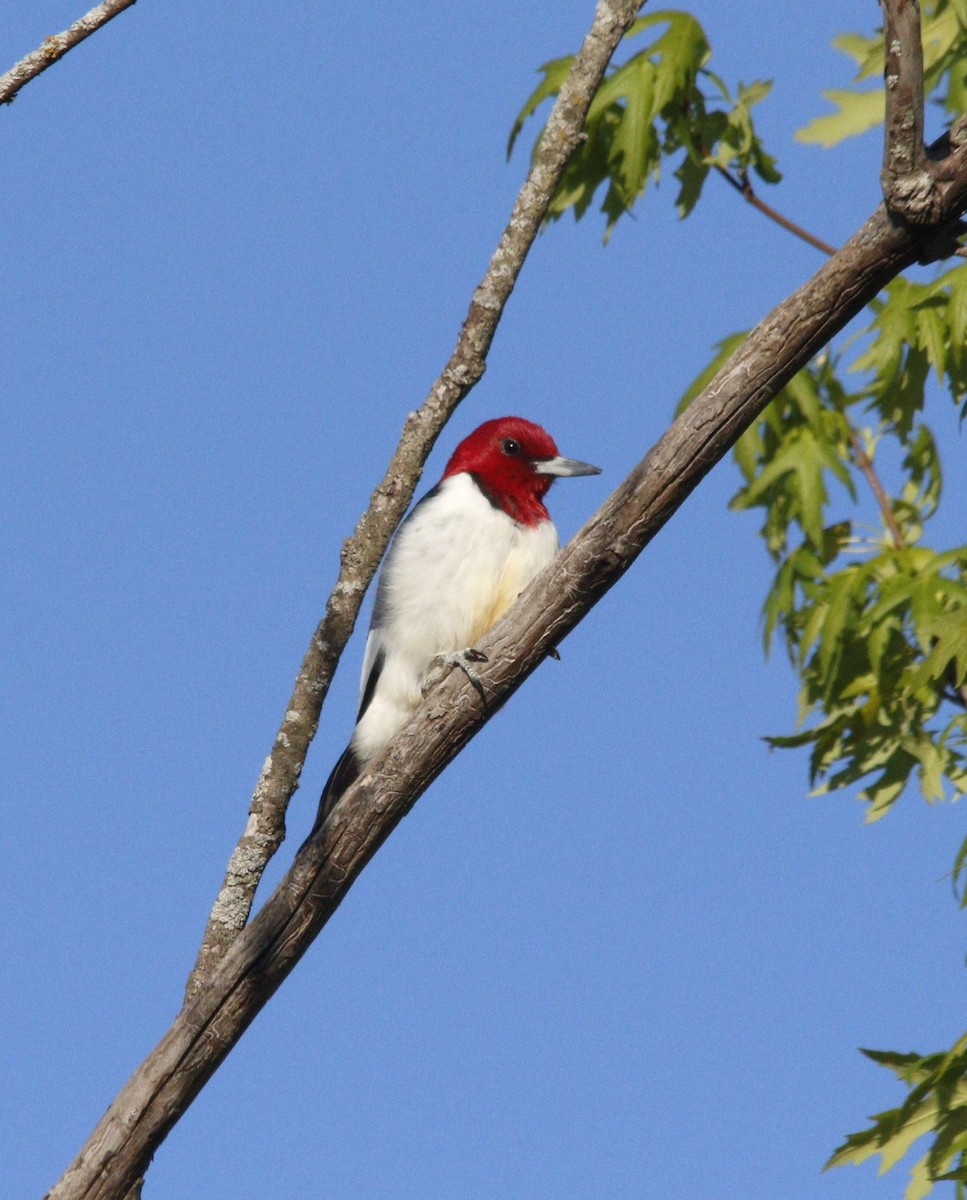 Red-headed Woodpecker - ML617876956
