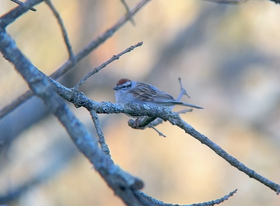Chipping Sparrow - ML617876958