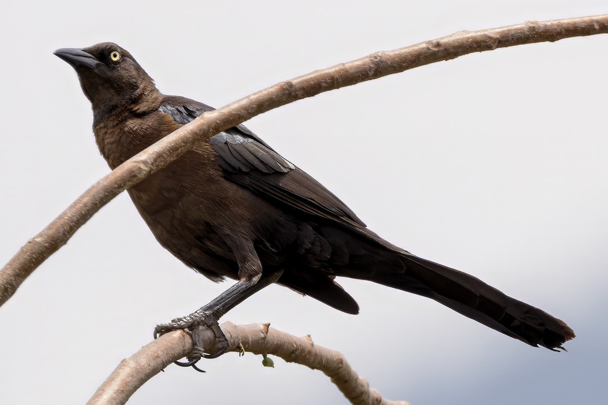 Great-tailed Grackle - Scott Young