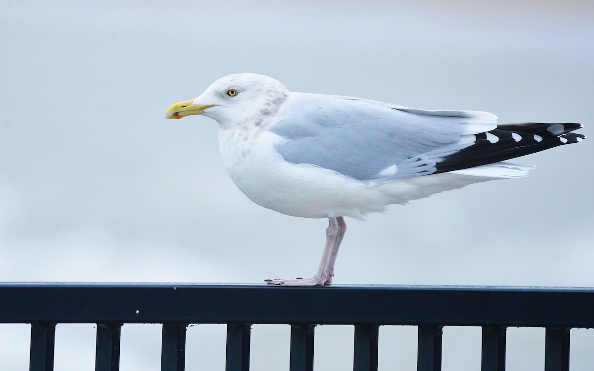 Herring Gull (American) - Asher  Warkentin
