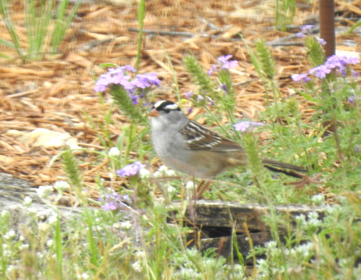 White-crowned Sparrow - ML617877060