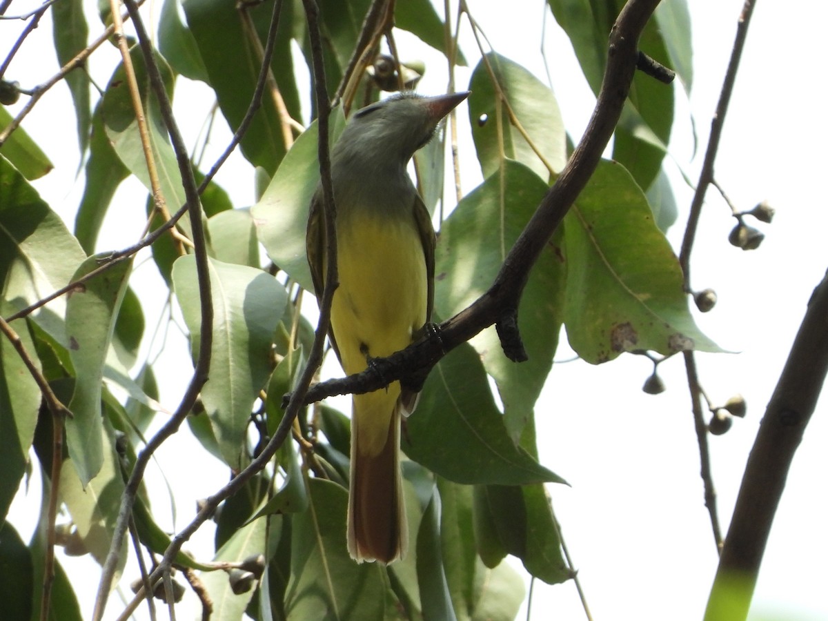Great Crested Flycatcher - ML617877096