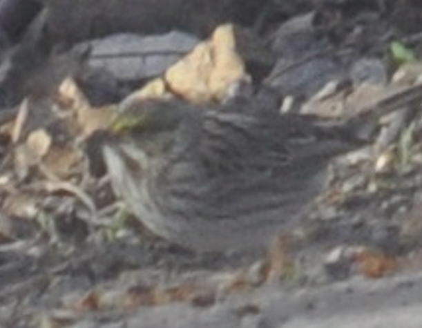Savannah Sparrow - ML617877100