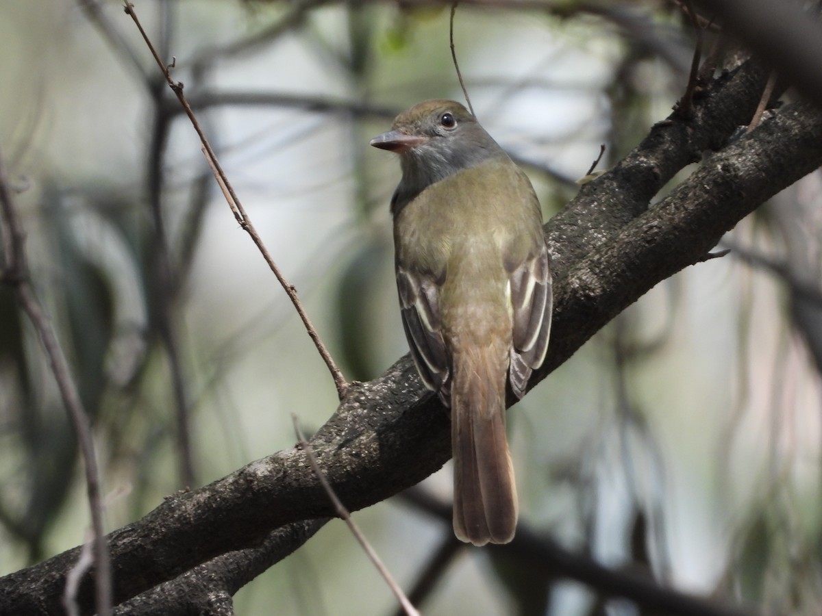 Great Crested Flycatcher - ML617877104