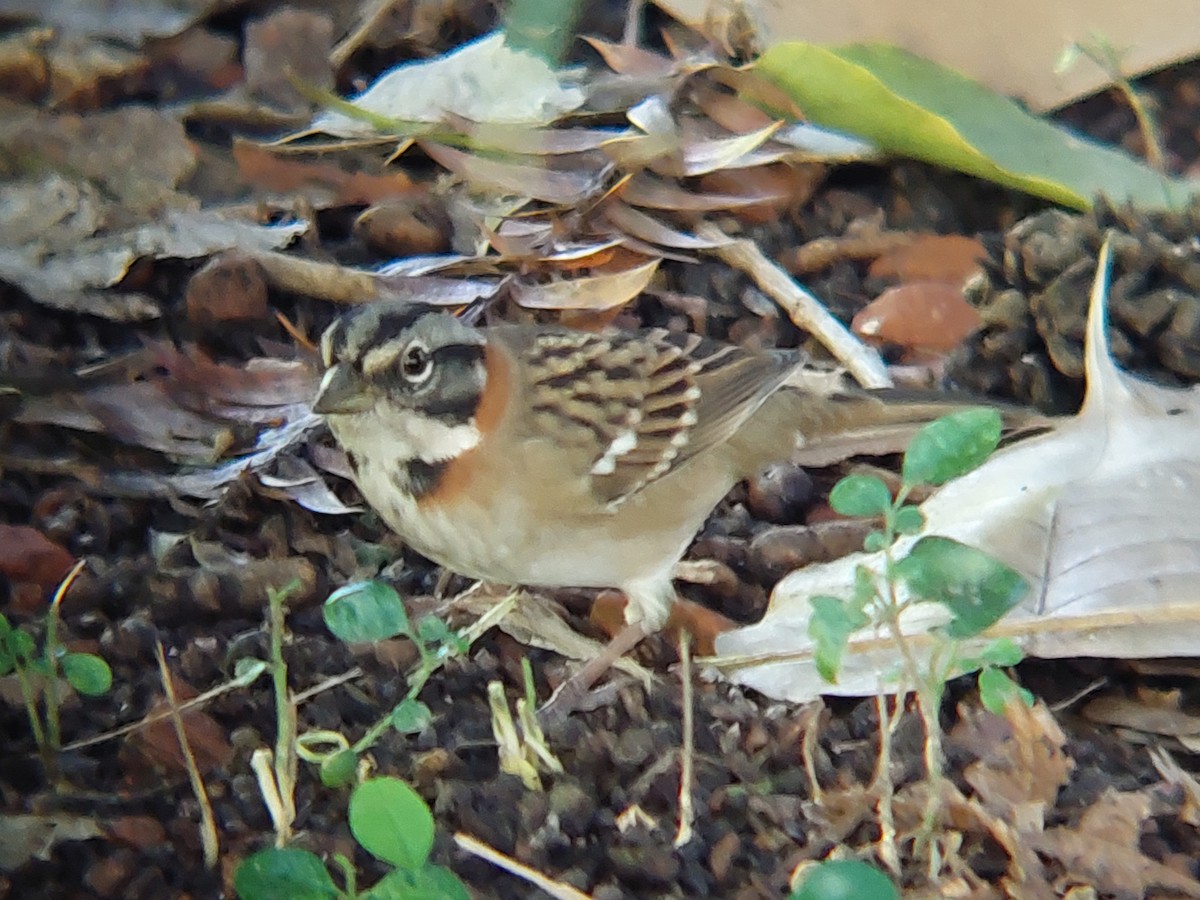 Rufous-collared Sparrow - ML617877175