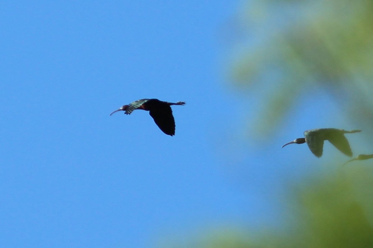 ibis hnědý - ML617877296