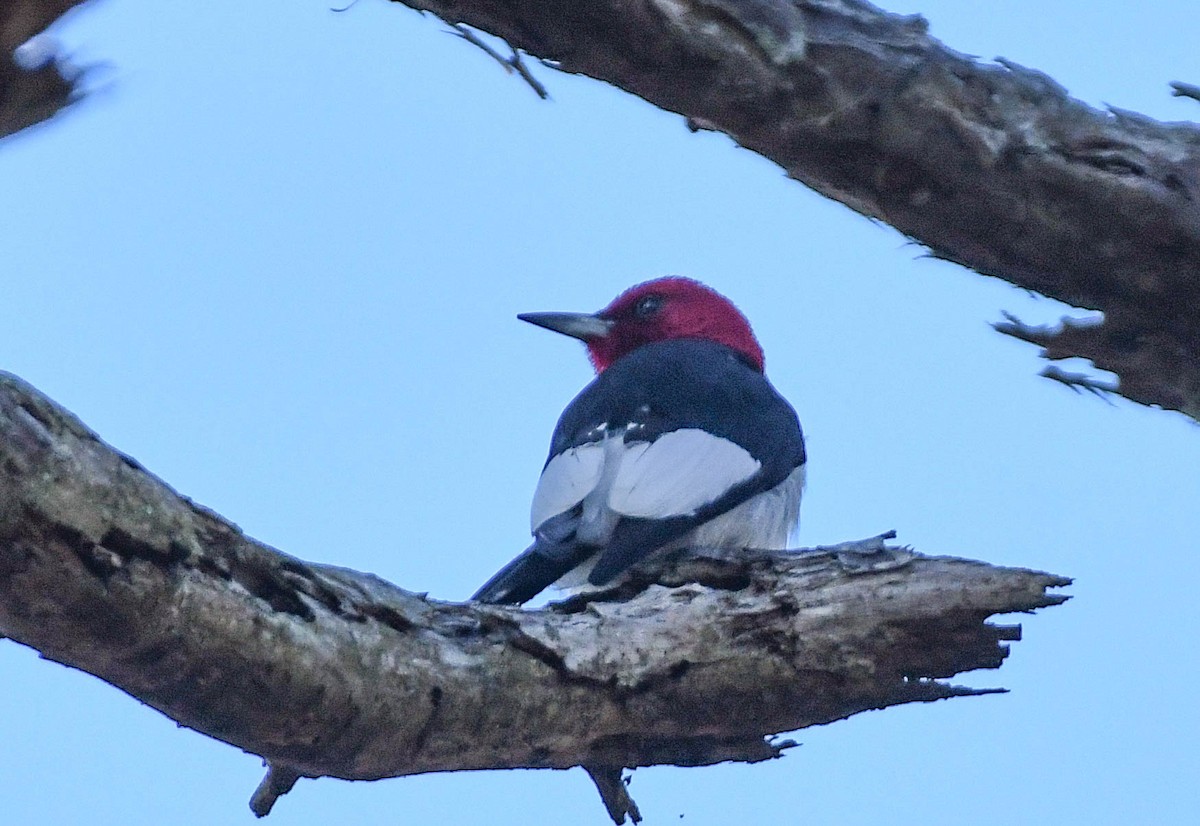 Red-headed Woodpecker - ML617877348