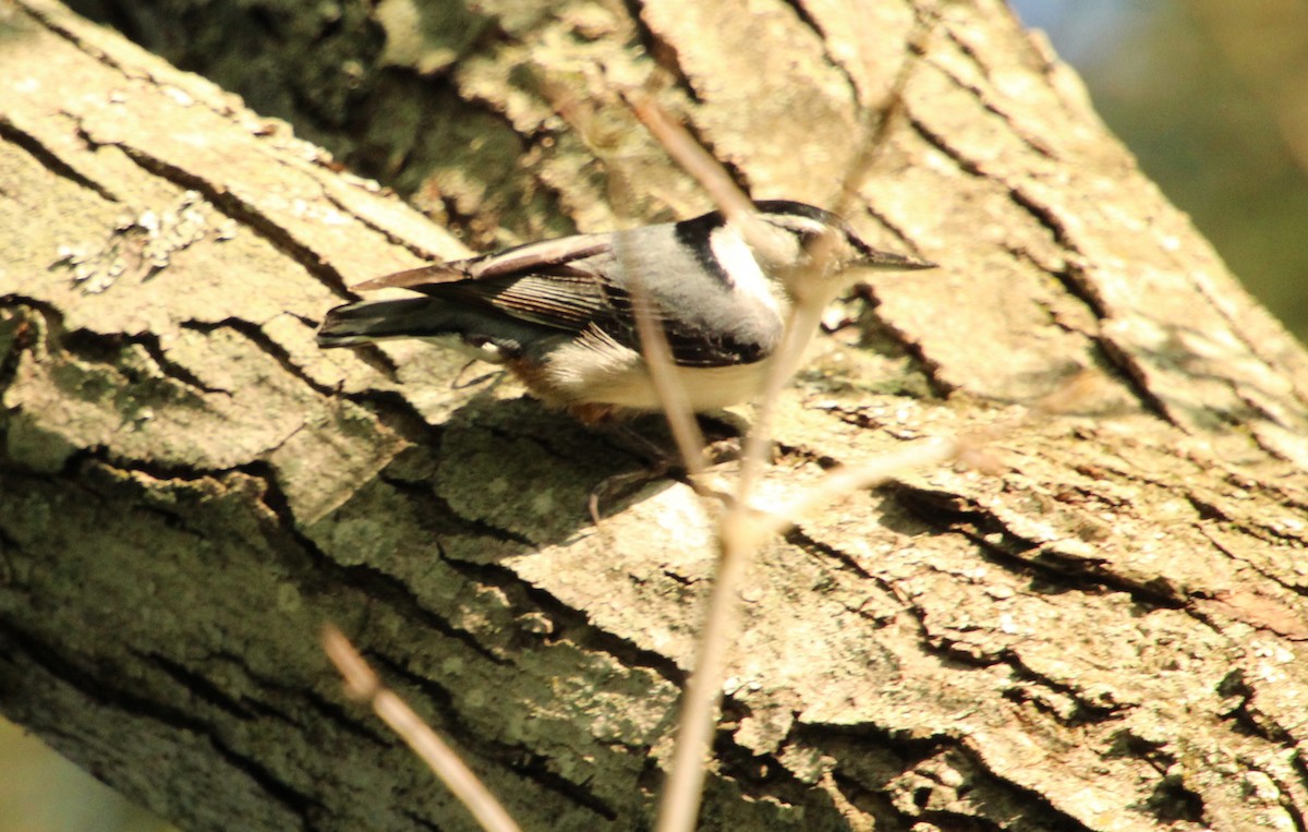 White-breasted Nuthatch - ML617877386
