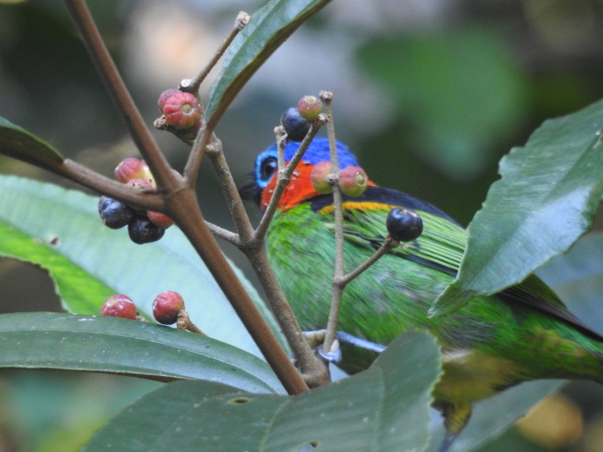 Red-necked Tanager - ML617877424