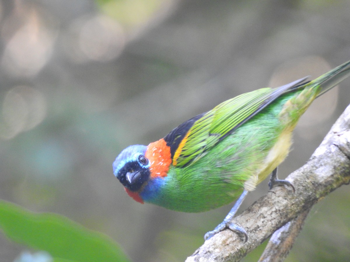 Red-necked Tanager - ML617877425