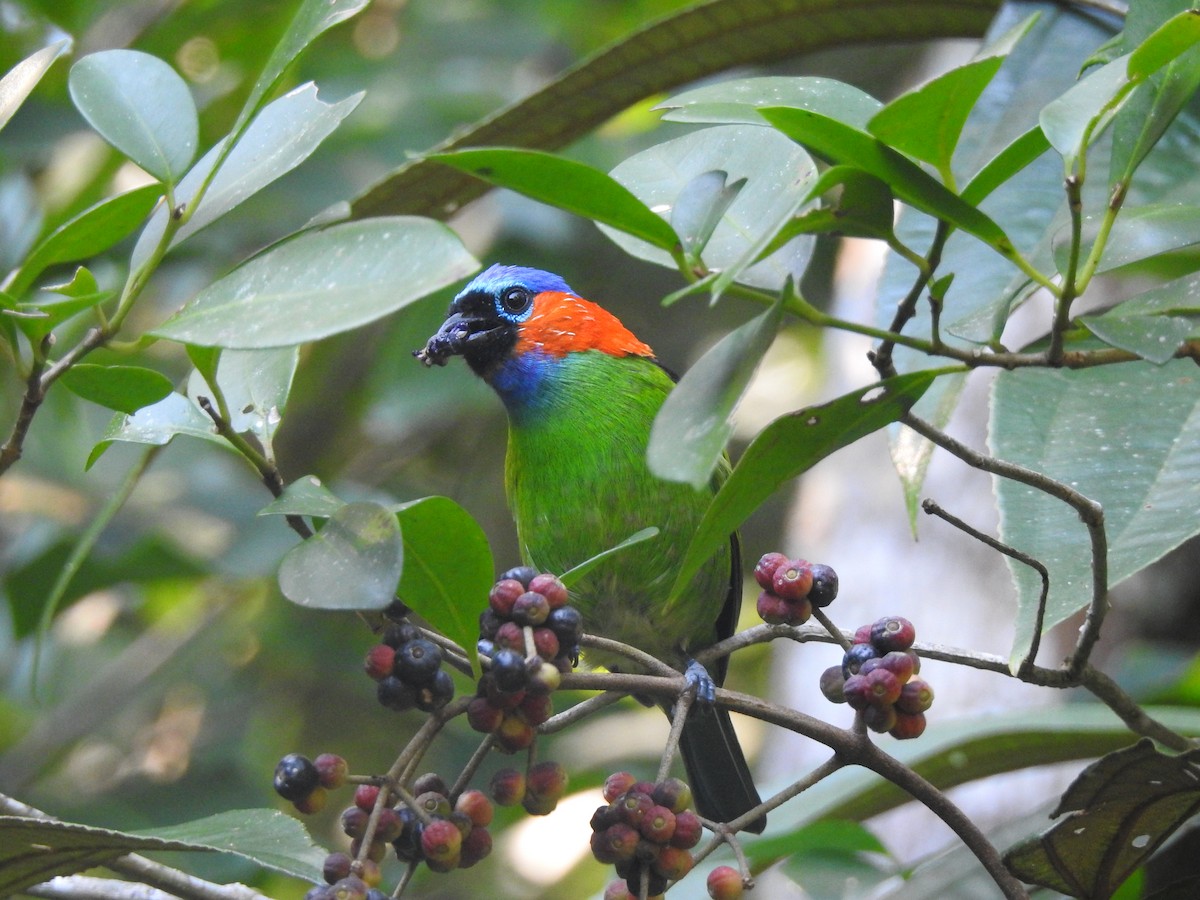 Red-necked Tanager - ML617877426