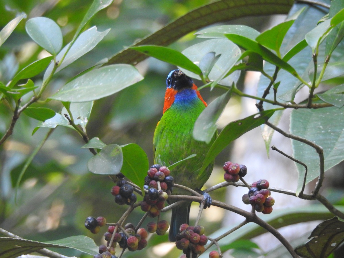 Red-necked Tanager - ML617877427