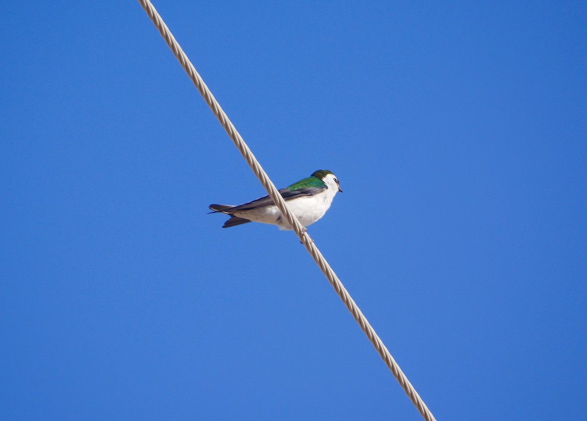 Violet-green Swallow - ML617877436