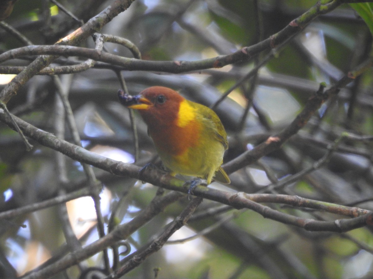 Rufous-headed Tanager - ML617877439