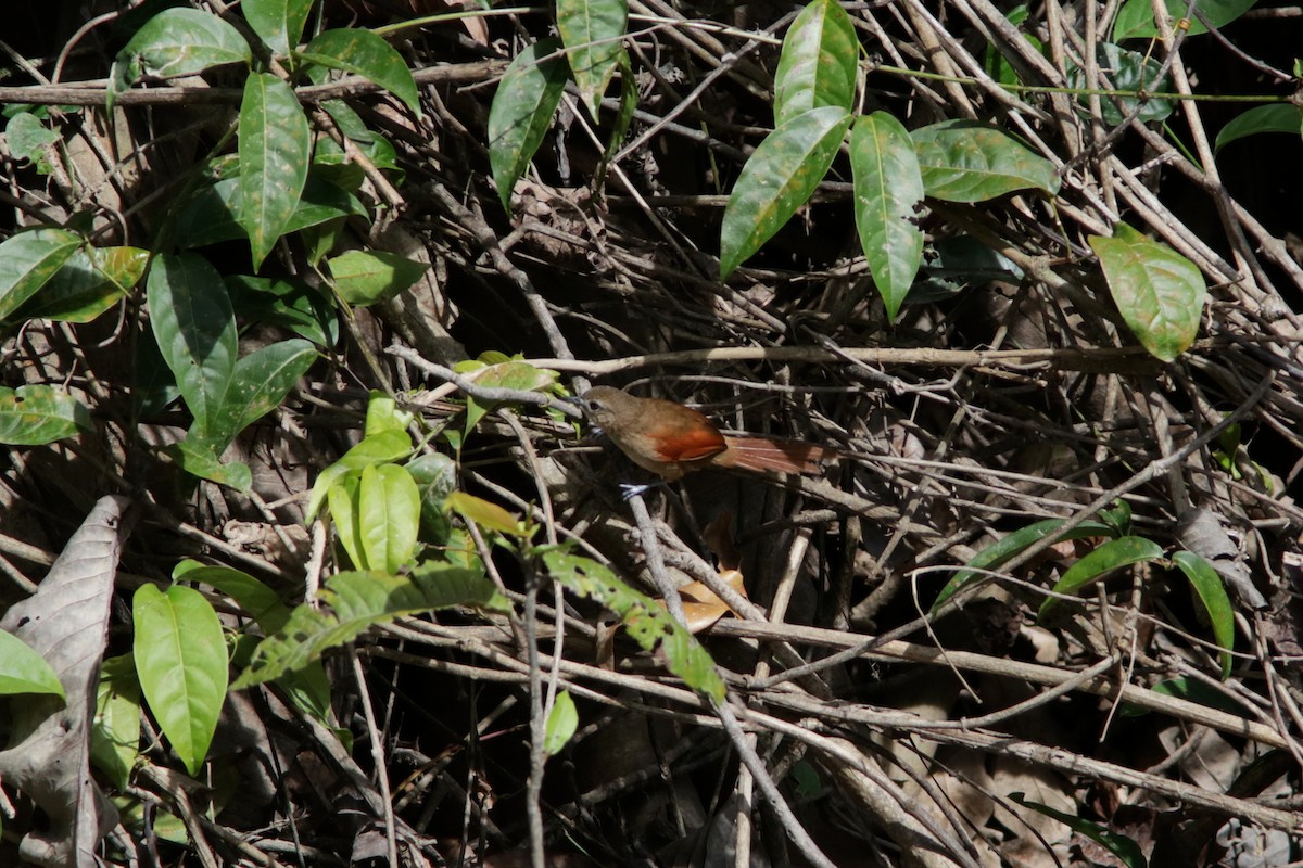 Plain-crowned Spinetail - ML617877440