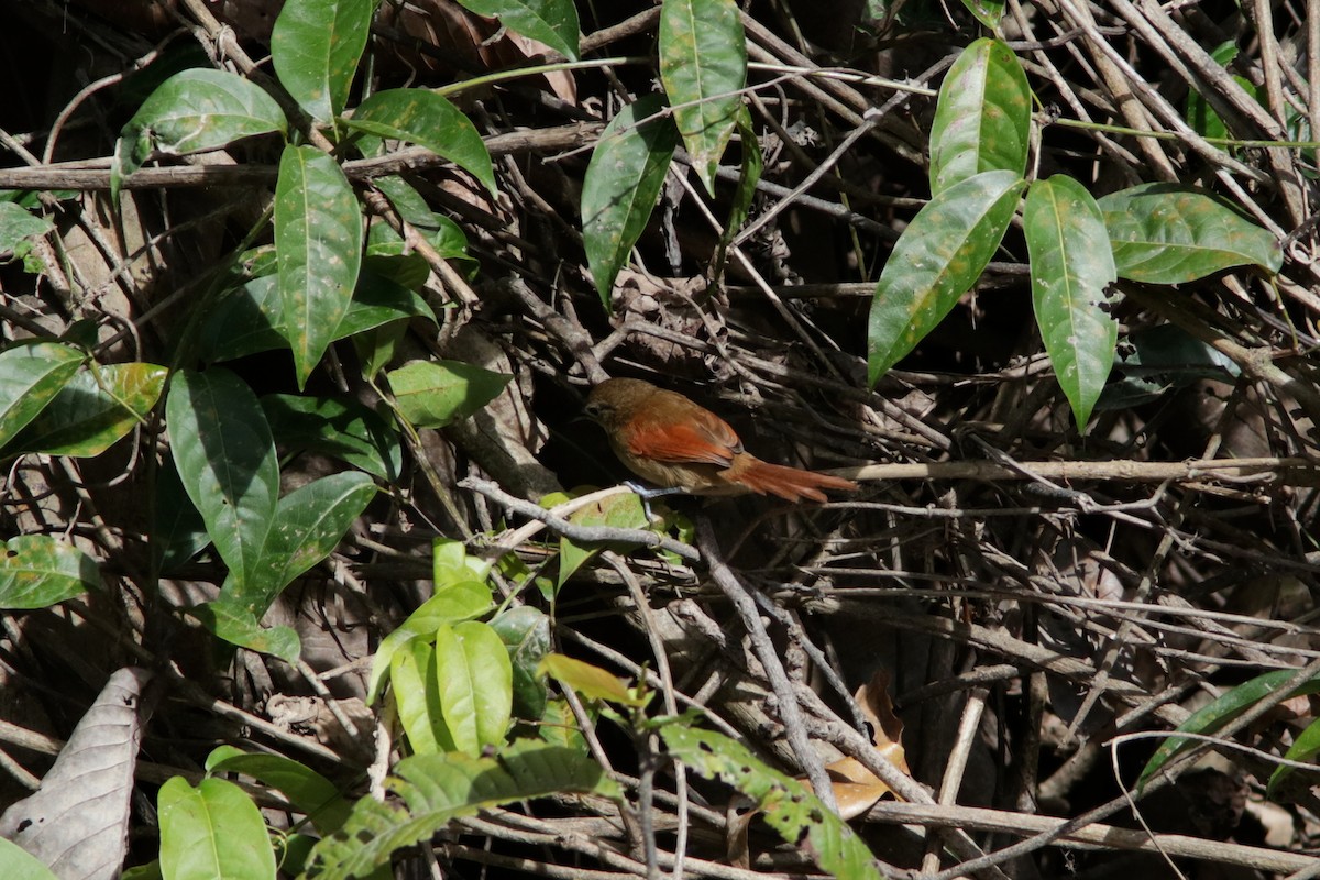Plain-crowned Spinetail - ML617877441