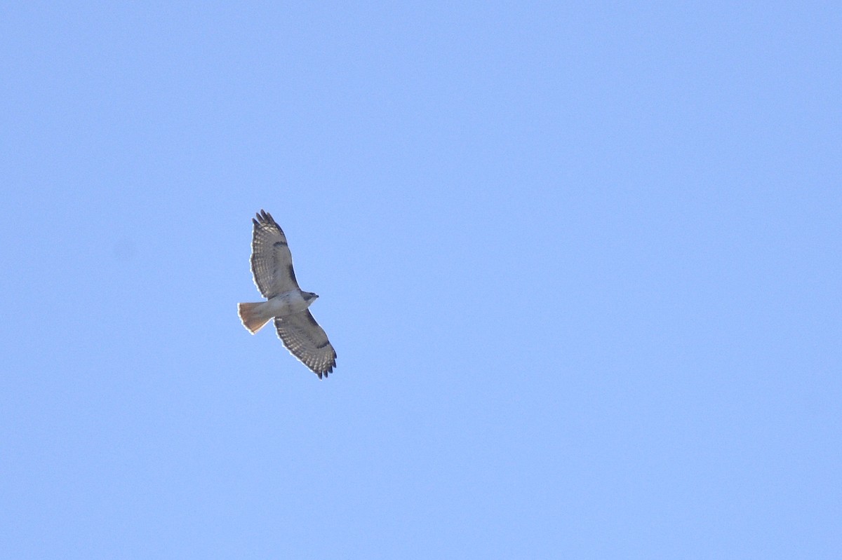 Red-tailed Hawk (borealis) - ML617877442