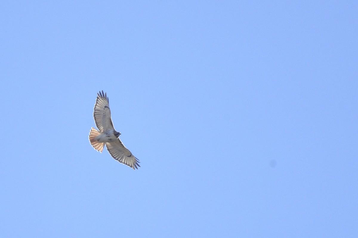 Red-tailed Hawk (borealis) - ML617877443