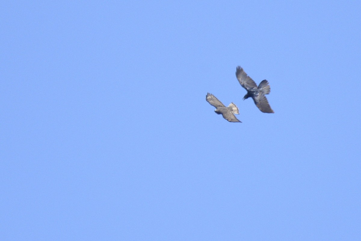Red-tailed Hawk (Harlan's) - ML617877445