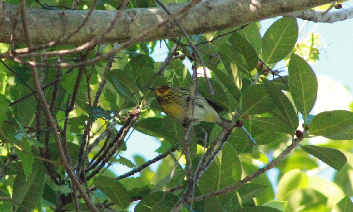 Cape May Warbler - ML617877503