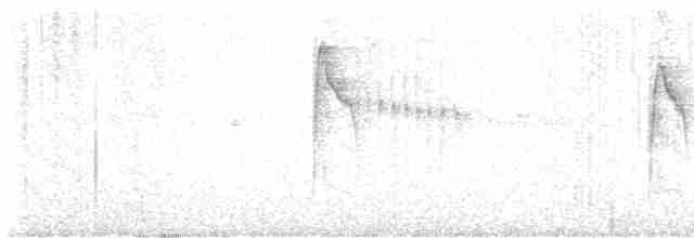 Weißbauch-Dickichtschlüpfer - ML617877504