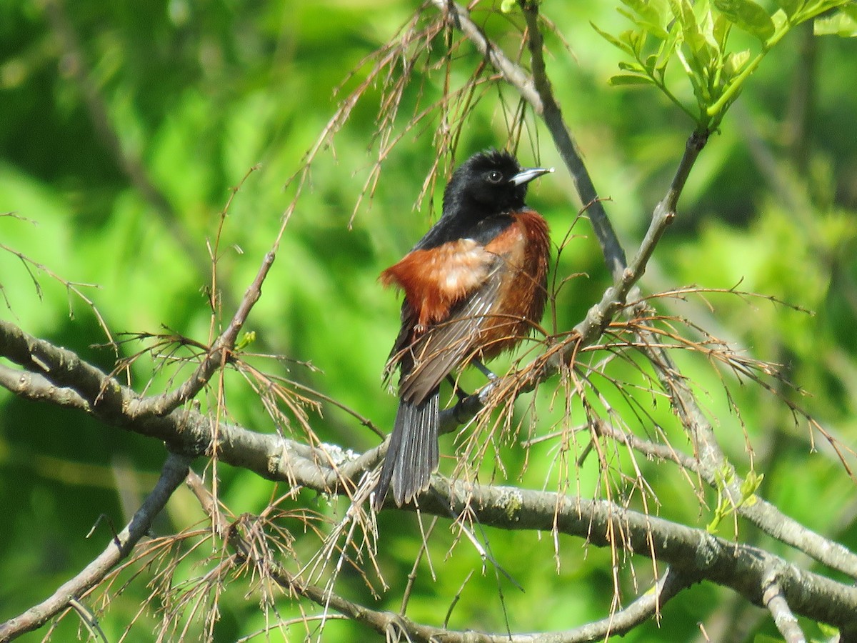 Orchard Oriole - ML617877526