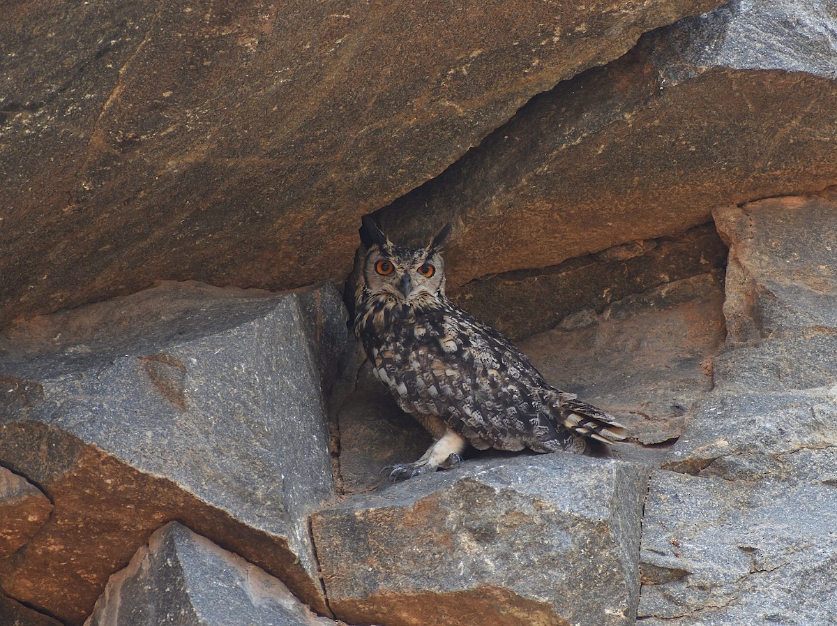 Rock Eagle-Owl - ML617877549