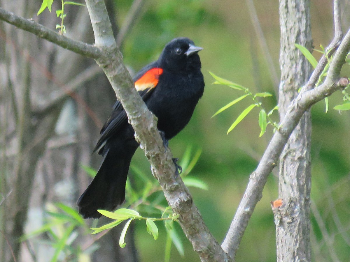 Red-winged Blackbird - ML617877569