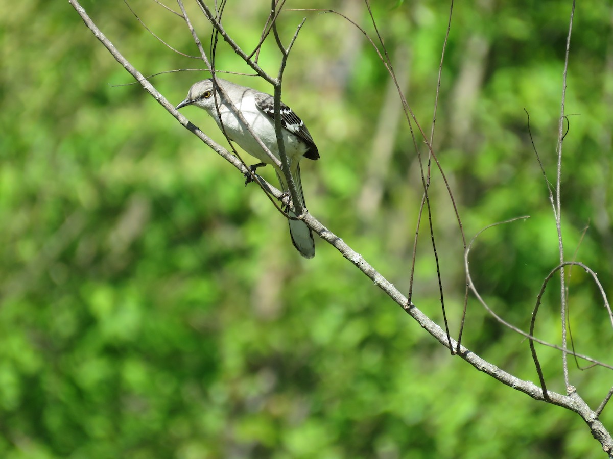 Northern Mockingbird - michele ramsey