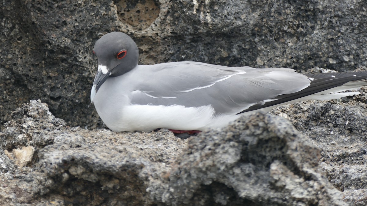 Swallow-tailed Gull - ML617877581